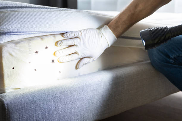Best Local Pest Control Services  in Carney, MD