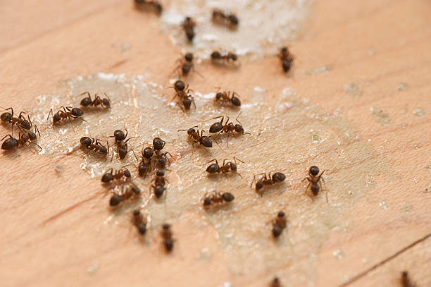 Best Affordable Pest Control Services  in Carney, MD