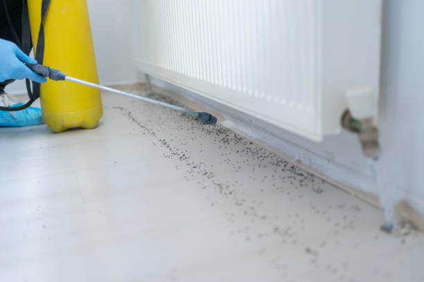 Best Cockroach Control Services  in Carney, MD